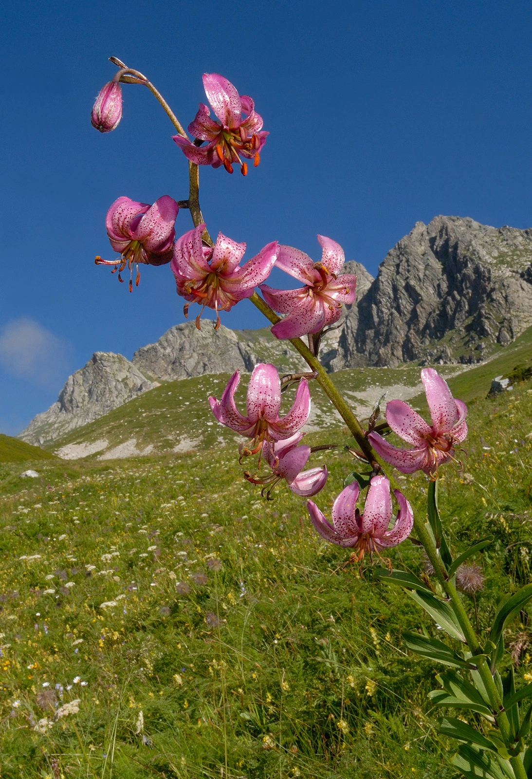 Photo Maurizio Broglio - Lilium martagon